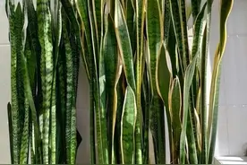 如果虎皮兰“不长、烂叶”，教你做3步，根长满盆，新叶冒不停图片