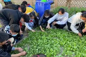 公道镇中心小学：实学娃乐园拔菜忙，劳动成果共分享图片