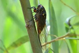 为何蝉鸣七日而绝图片