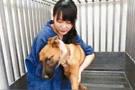 2016年，台湾女孩给700多只狗安乐死后，将最后1针给了新婚的自己图片