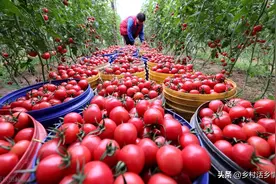 芸苔素是公认的好东西，到底哪一种效果好？如何使用？这里全了图片