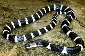 为何说：“银环蛇是第一毒蛇，如果被咬伤第一时间该怎么办？图片