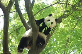 认养大熊猫1年10万终身100万图片