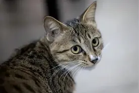 养猫的你，相信前世今生吗？图片