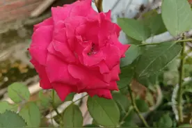 异性之间做不成恋人，这样做彼此不伤害，又显大气图片