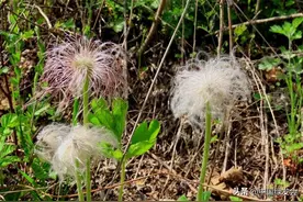 白头翁：近根有白茸，状似人白头 | 绿会保护地科普图片