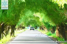 白柳、黄柳、爆竹柳、旱柳、银芽柳7个品种，哪个最有“钱”景？图片