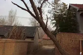 2023年新高考1卷文言文分析图片