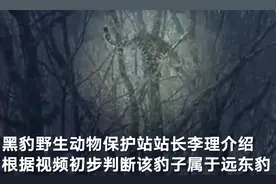 吉林珲春市民拍到豹子在树上爬行 专家：初判为远东豹图片