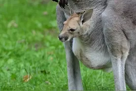 吃喝拉撒都在袋子里，袋鼠幼崽会被熏到吗？图片