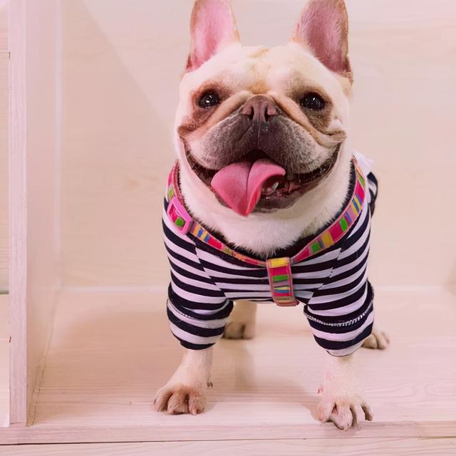 “富养界的天花板”法斗犬，这七大缺点，接受了才是真爱