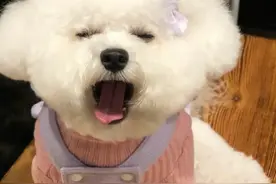 怎样发现狗狗得了心脏病，别等发作再后悔！图片