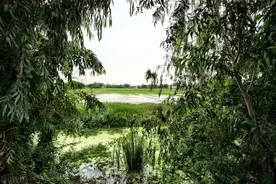 单词联想 fora flora图片