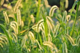“狗尾巴草”其实是个宝，用它来煮水喝，或能帮助解决这4个问题图片