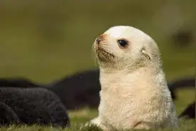 现在流行叫海狗是什么意思？往下看你就懂了图片