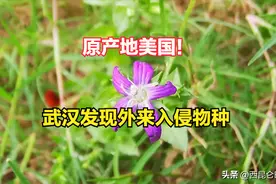 美国外来入侵物种！武汉发现“植物杀手”异檐花，正全市排查清除图片