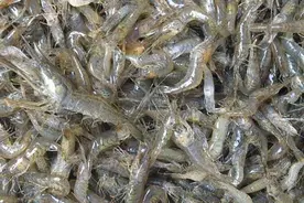 小虾吃什么？怎么养活？图片