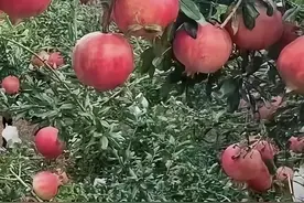 石榴：自然红宝石的美味与营养图片