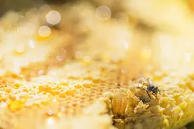 2022年蜂蜜产业数据分析简报图片