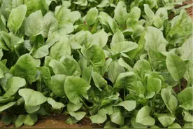 菠菜有的好吃有的涩，这是怎么回事呢？图片