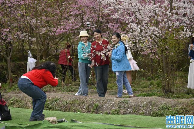 【花Young贵阳】观山湖千亩樱花园悄然走红，每天数千游客前来打卡