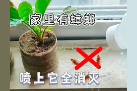 分享14个生活小妙招，家里经常有蟑螂出现，喷上它不出一周全消灭图片