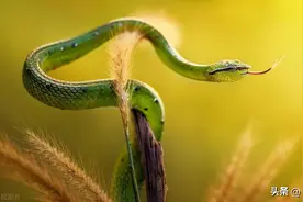 女人梦见蛇的七大预兆图片