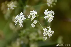 这里有十几种“芹菜”，你吃过几种？图片