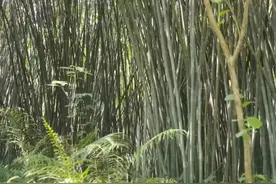 进厂打工不景气，有人四百块钱一天招上山砍竹子工人，能去吗？图片