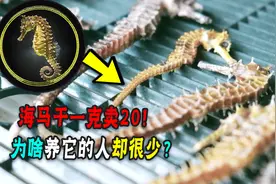 能炖汤当中药的养殖海马！ 一克卖20！为啥养它的人却很少？图片