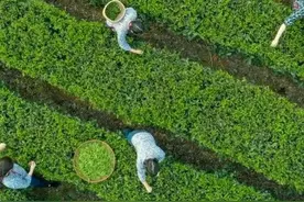 中国有哪些茶“山寨体质”最强？图片