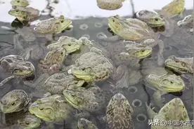 有牛蛙养殖大户5天内少卖千万元！价格比去年高，蛙农赚钱却少了图片