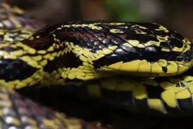 最新发现的伪装高手——秦皇锦蛇图片