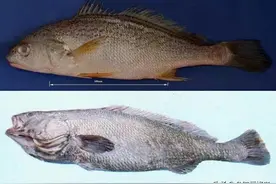 赤嘴鳘鱼胶：鱼胶中最复杂的品种，它的为什么价值这么高呢？图片