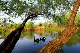 一天一成语：踔厉奋发，笃行不怠图片