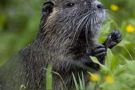 上海多地出现的“巨大老鼠”，最小一只9斤，为何打不得吃不得？图片