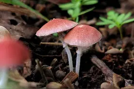 怎样用手机拍好微距照片，试试这4个拍摄技巧图片