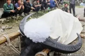 中国网红城市图鉴：狂野刺激的贵州斗牛，比西班牙斗牛勇百倍图片