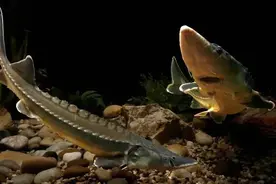 中国最全淡水鱼图集大赏图片