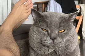 弃养率最高的猫居然不是土猫，而是蓝猫和英短，真正原因让人心痛图片