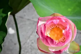 浙江火了！杭州专家成功让开封挖出的莲子开花，穿越千年再度绽放图片