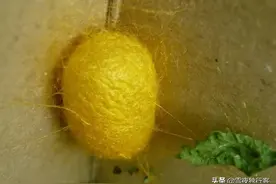 关于作茧自缚图片