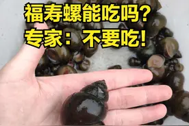 福寿螺泛滥，540万亩农田遭害，“人螺大战”打响，为何不吃掉？图片