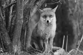 民间故事：公狐讨封，郎中故意调侃，他说：我看你像个女人图片