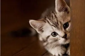 养猫和藏书并不矛盾，且可以和谐统一图片