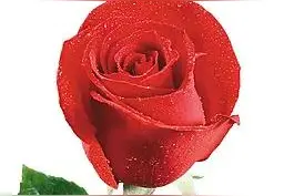 我心中的歌图片