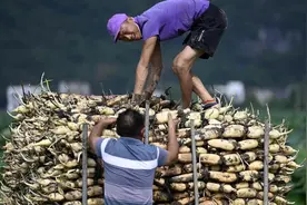 全国哪的莲藕最好吃？经过评选，这4个地方比较出名，有你家乡吗图片