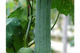 前期产量就能到达5000公斤左右！深绿色油亮型丝瓜，你心动了吗图片