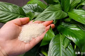 花盆中撒一把，再难养的花，几天就能根壮叶绿长爆盆，太厉害了图片