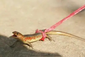 农村常见的“狗婆蛇”，小时候被人烤着吃，如今却成了保护动物图片